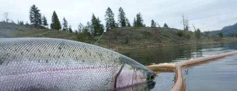 Read Article on Se préparer à la saison de la pêche à la mouche en lac 