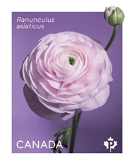 The interior of the Ranunculus booklet of 10 stamps featuring 2 stamp designs.
