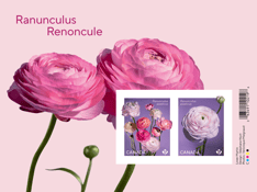 The souvenir sheet for the Ranunculus stamp issue features 2 beautiful pink Ranunculus in bloom and the 2 stamps from the issue. 