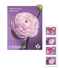 A strip of 4 stamps from the Ranunculus stamp issue.