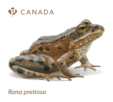 An Oregon spotted frog with black spots on its head, back, side and legs on a white background, the word Canada and the Permanent leaf symbol. 