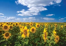 Image of a Manitoba field of sunflowers under a blue sky. Postage Paid mark upper right.