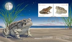 Frog stamps in top right corner, background is a Fowler’s toad on a sandy Lake Erie shore at nighttime. 