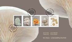 Le recto de l’enveloppe est orné de pleurotes, des cinq timbres et du texte « Champignons » et « Postes Canada » sur un fond taupe.