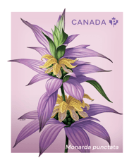 Timbre orné d’une monarde ponctuée à fleurs jaunes tubulaires et feuilles violet pâle. On y voit le texte « Canada » et « Monarda punctata ».