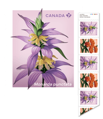 Bande composé de timbres Fleurs sauvages illustrant la monarde ponctuée et l’asclépiade tubéreuse.