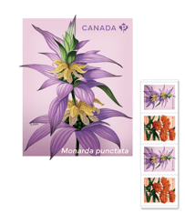 Bande composé de timbres Fleurs sauvages illustrant la monarde ponctuée et l’asclépiade tubéreuse.