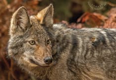 Le recto de la carte postale présente un gros plan d’un loup de l’Est sur fond de feuilles d’automne.