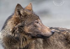 Le recto de la carte postale présente un gros plan d’un loup gris côtier sur fond gris pâle.