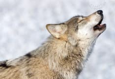 Le recto de la carte postale présente un gros plan d’un loup gris sur fond enneigé.