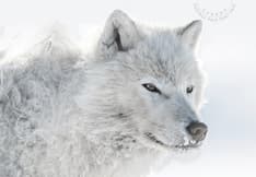 Le recto de la carte postale présente un gros plan d’un loup gris de l’Arctique sur fond enneigé. 
