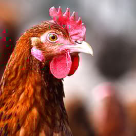 PetWildbirdFarm-Farm.jpg