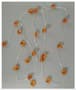 Thumbnail Image for 966510-1