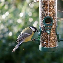 PetWildbirdFarm-WildBird.jpg