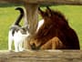 Thumbnail Image for 854159-17