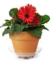 Thumbnail Image for 707964-2