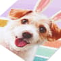 Thumbnail Image for 916301-2
