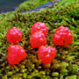 Thumbnail Image for 104108-1