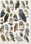 Thumbnail Image for 977284-1