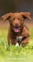 Thumbnail Image for 973401-1
