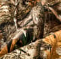 Thumbnail Image for 990283-6