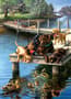 Thumbnail Image for 854159-55
