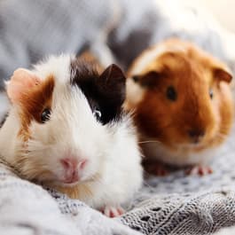 PetWildbirdFarm-SmallPet.jpg