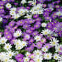 Thumbnail Image for 799544-2