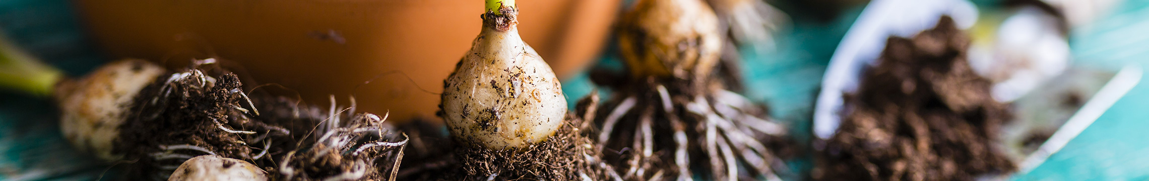 Sprouting plant bulbs in soil and a terra cotta planter
