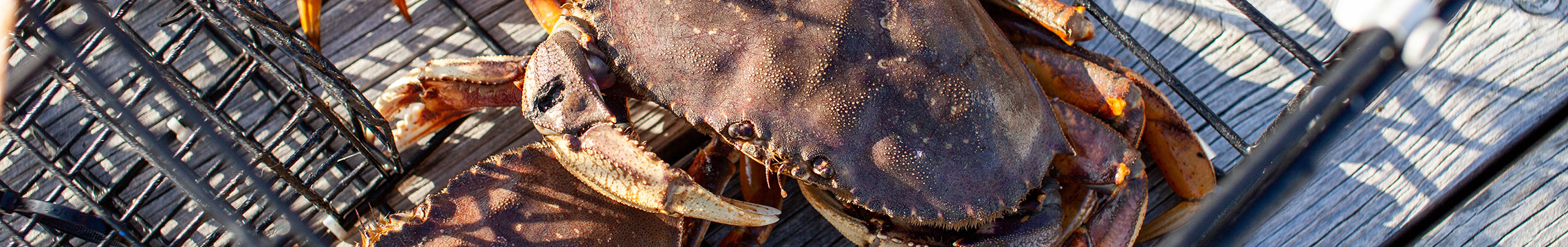 Dungeness crabs walking around a large, metal crab trap