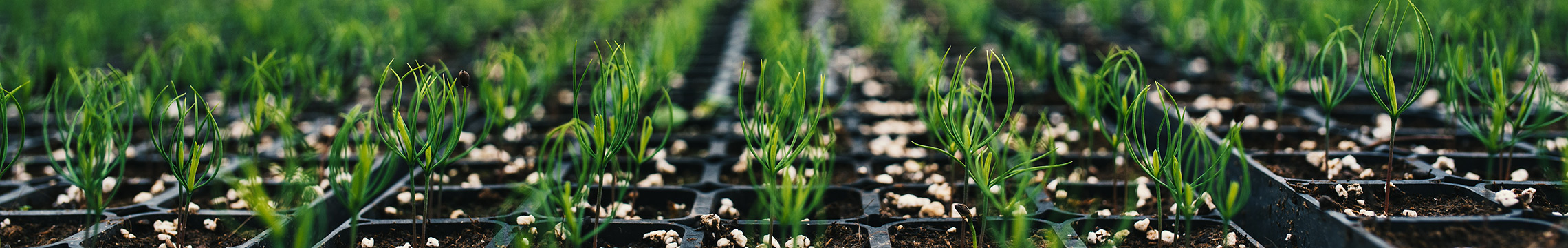 Rows of plant starters beginning to sprout within a greenhouse