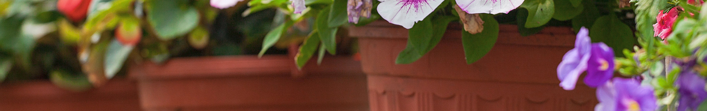 Row of terra cotta colored planters filled with a variety of flowers