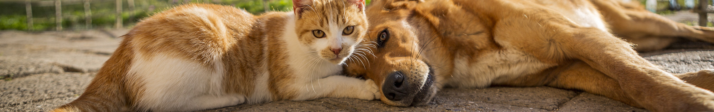 A cat and dog lounge together in an outdoor environment
