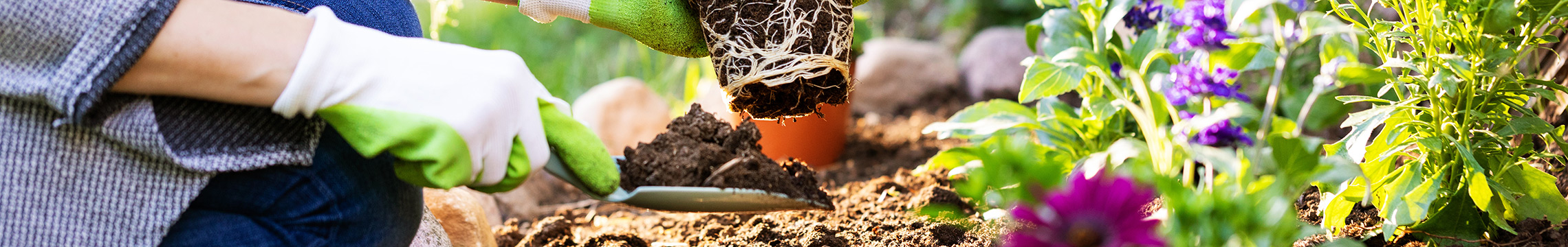 Gloved hands planting flowers in a freshly soiled garden with a spade