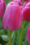 Thumbnail Image for 235121-2