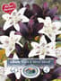 Thumbnail Image for 230965-1