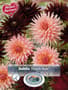 Thumbnail Image for 253022-1