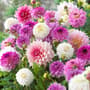 Thumbnail Image for 230974-1