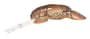 Thumbnail Image for 113244-1