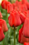 Thumbnail Image for 223605-1