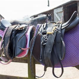 Livestock-equine.jpg