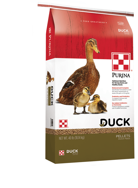 The Inside Scoop: Duck and Goose Fat