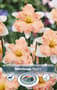 Thumbnail Image for 245774-1