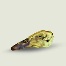 Image for 261337