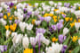 Thumbnail Image for 223595-1