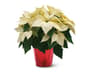 Thumbnail Image for 227124-2