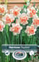 Thumbnail Image for 245776-1