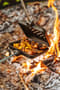 Thumbnail Image for 258567-2