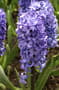 Thumbnail Image for 223593-1