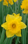 Thumbnail Image for 223596-1